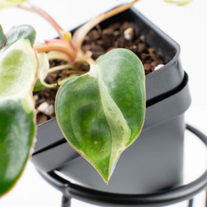 Philodendron 'Billietiae' albo variegated (wk30-UH)