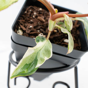Philodendron 'Billietiae' albo variegated (wk30-UH)