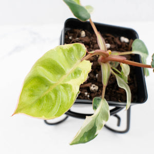 Philodendron 'Billietiae' albo variegated (wk30-UH)