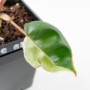 Philodendron 'Billietiae' albo variegated (wk30-UH)