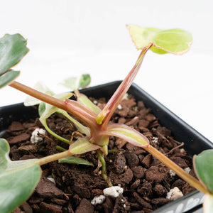 Philodendron 'Billietiae' albo variegated (wk30-UH)