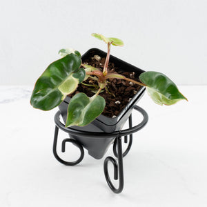 Philodendron 'Billietiae' albo variegated (wk30-UH)