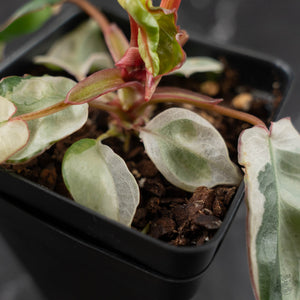 Philodendron 'Billietiae' albo variegated (wk42-U122)