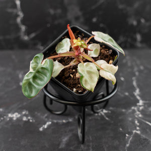 Philodendron 'Billietiae' albo variegated (wk42-U122)