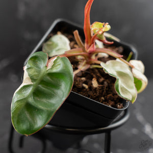 Philodendron 'Billietiae' albo variegated (wk42-U122)