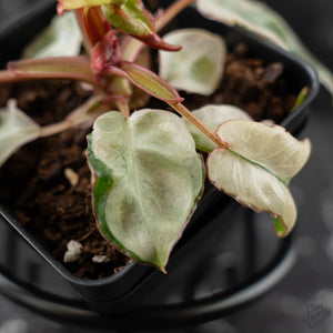 Philodendron 'Billietiae' albo variegated (wk42-U122)