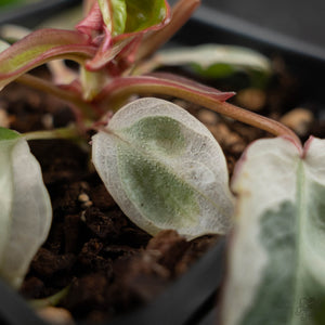 Philodendron 'Billietiae' albo variegated (wk42-U122)