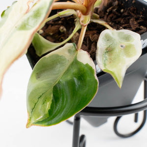Philodendron 'Billietiae' albo variegated (wk36-U63)