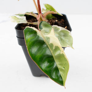 Philodendron 'Billietiae' albo variegated (wk36-U63)