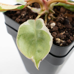 Philodendron 'Billietiae' albo variegated (wk36-U63)