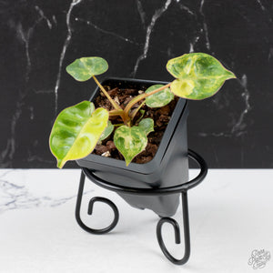 Philodendron Billietiae Aurea Variegated