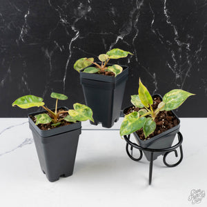Philodendron Billietiae Aurea Variegated