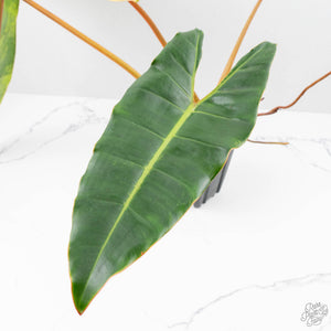 Philodendron 'Billietiae' Variegated (wk22-Q)