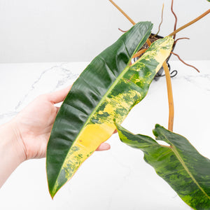 Philodendron 'Billietiae' Variegated (wk22-Q)