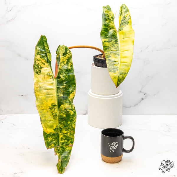 Philodendron 'Billietiae' Variegated (wk51-B)