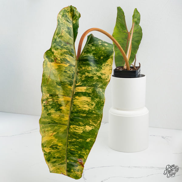 Philodendron 'Billietiae' Variegated (wk1-I)