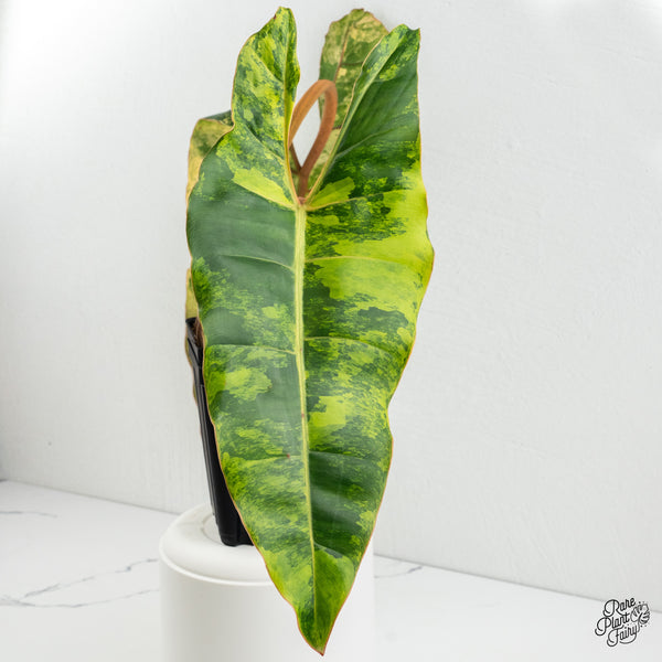 Philodendron 'Billietiae' Variegated (wk1-I)