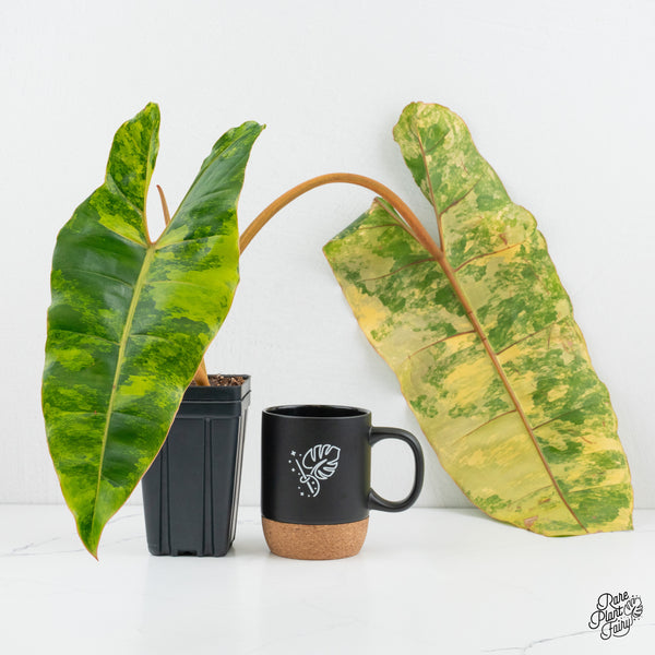 Philodendron 'Billietiae' Variegated (wk1-I)