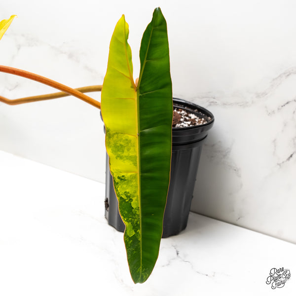 Philodendron 'Billietiae' Variegated (wk3-UQ)