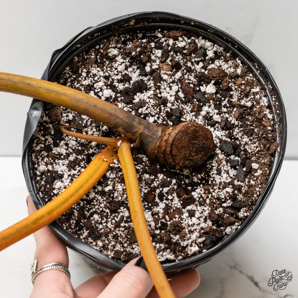 Philodendron 'Billietiae' Variegated (wk3-UQ)