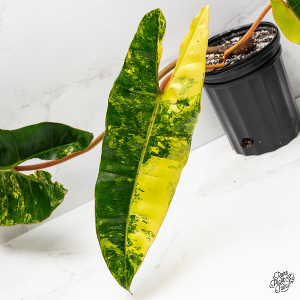 Philodendron 'Billietiae' Variegated (wk3-UQ)