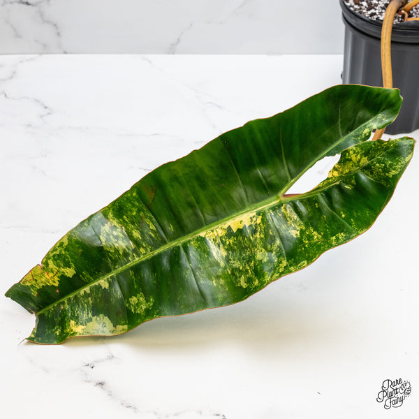 Philodendron 'Billietiae' Variegated (wk3-UQ)