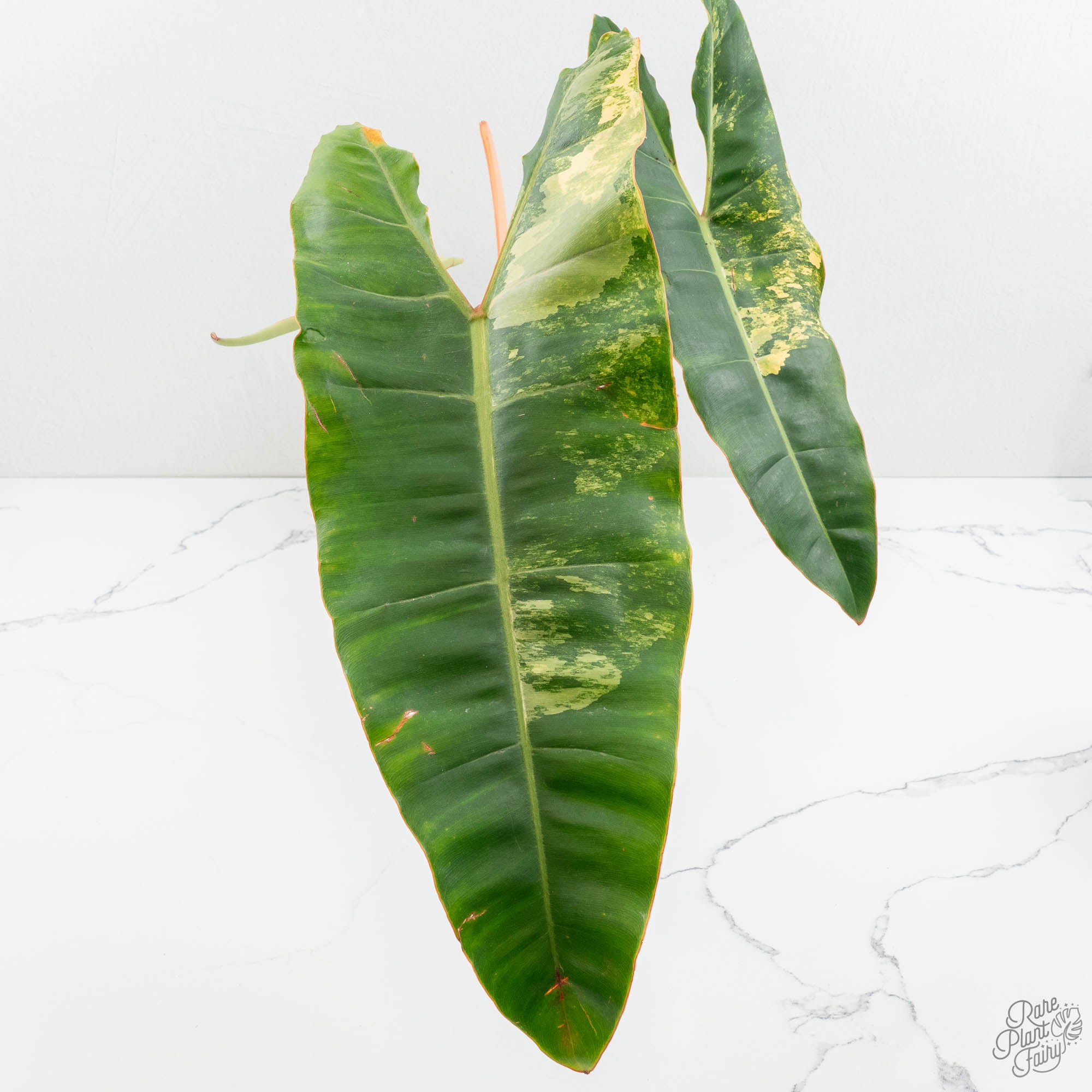 Philodendron 'Billietiae' Variegated (wk15-O) – Rare Plant Fairy