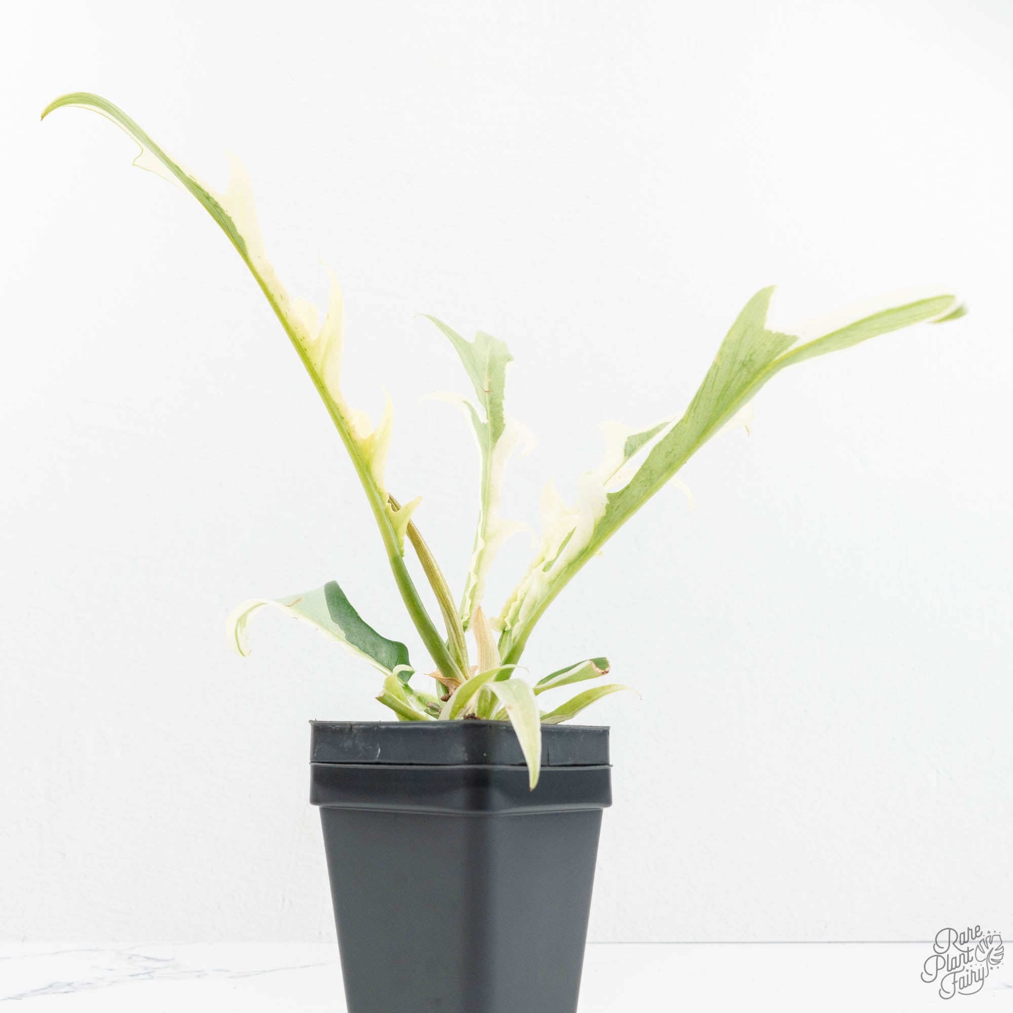 philodendron bipinnatifidum white variegata Philodendron Bipinnatifidum 'Tortum' Albo Variegated (wk18-C)
