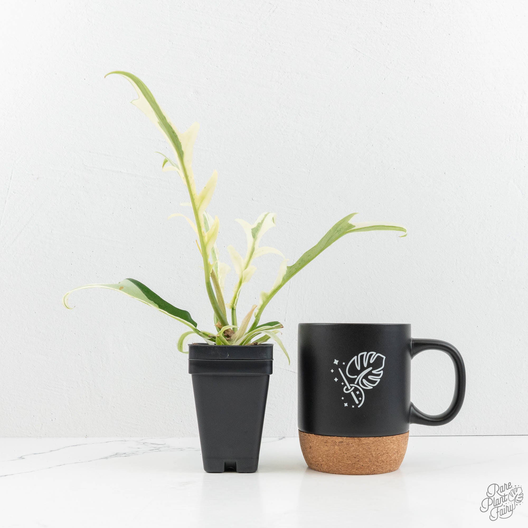 philodendron coffee Philodendron Bipinnatifidum 'Tortum' Albo Variegated (wk18-C)