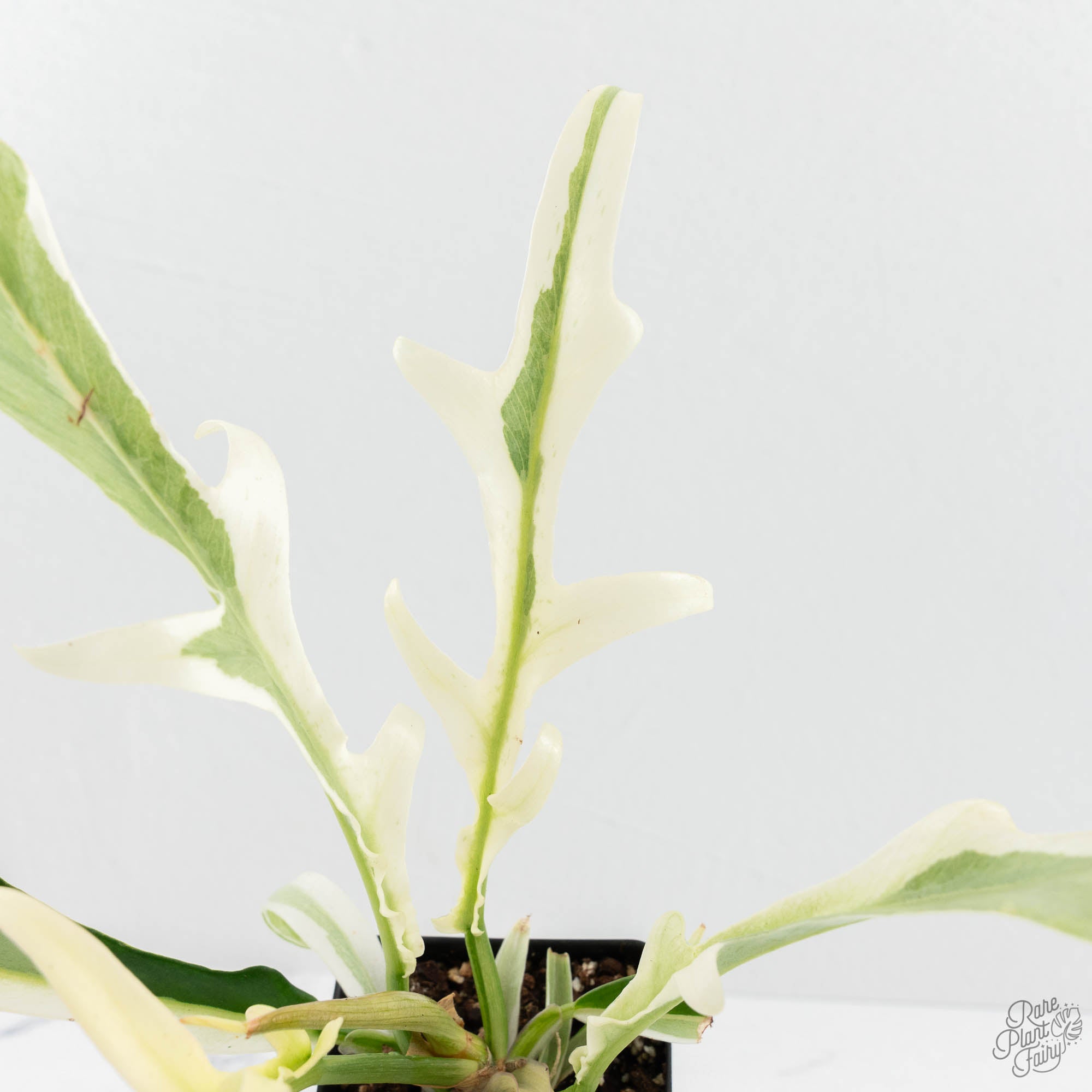 philodendron bipinnatifidum variegated Philodendron Bipinnatifidum 'Tortum' Albo Variegated (wk18-C)