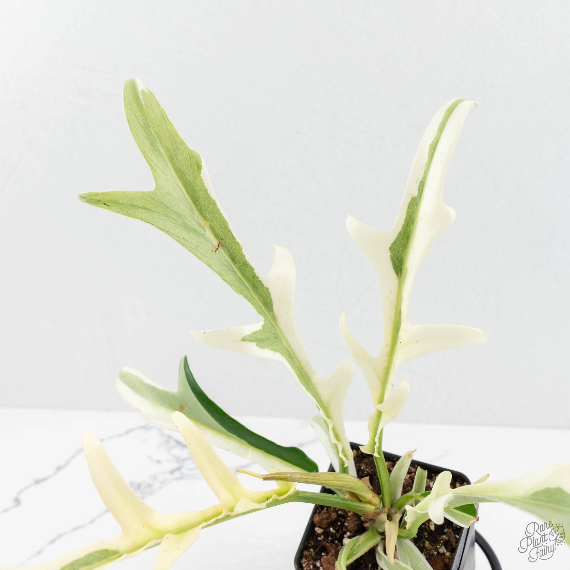 philodendron bipinnatifidum white variegata Philodendron Bipinnatifidum 'Tortum' Albo Variegated (wk18-C)