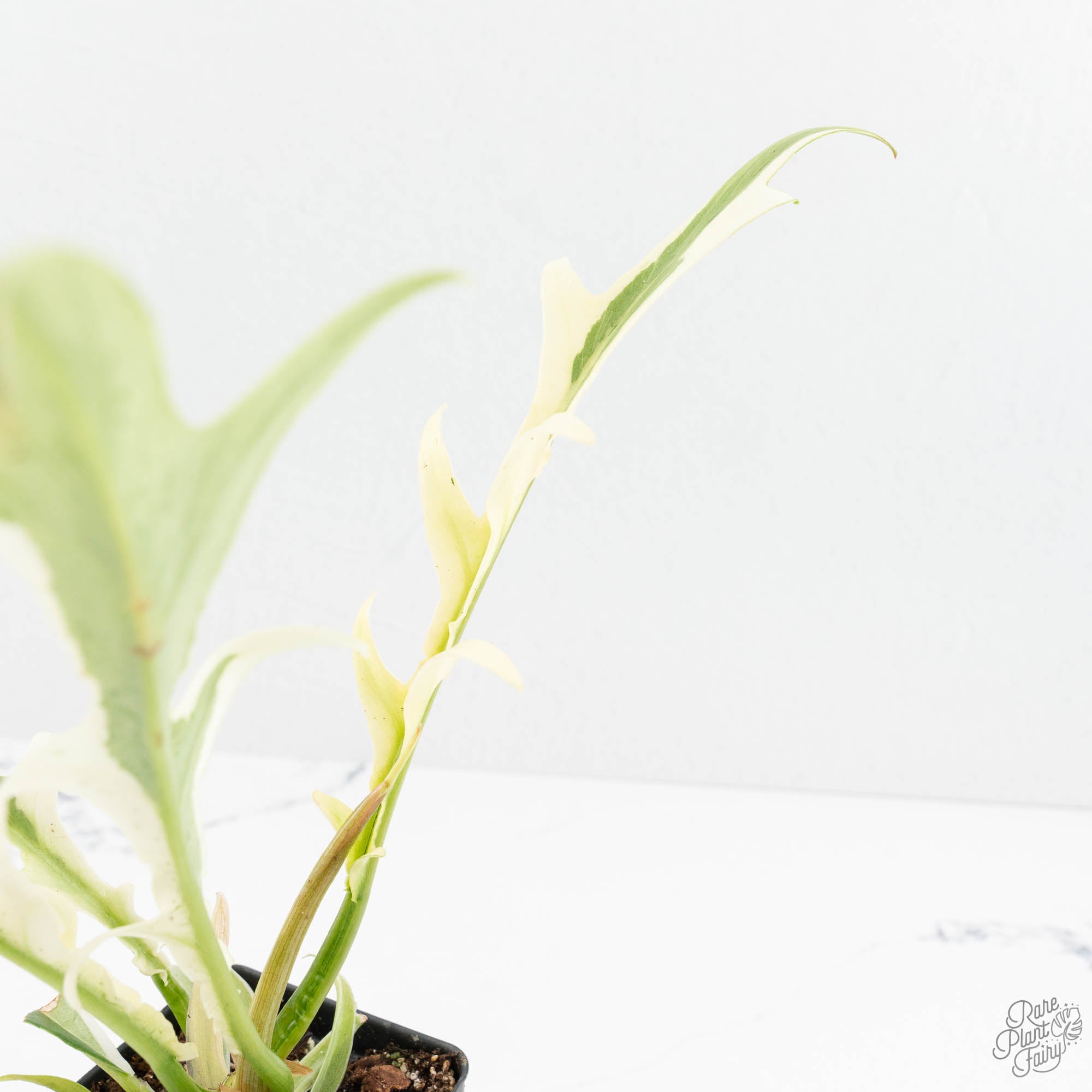 philodendron bipinnatifidum stem Philodendron Bipinnatifidum 'Tortum' Albo Variegated (wk18-C)