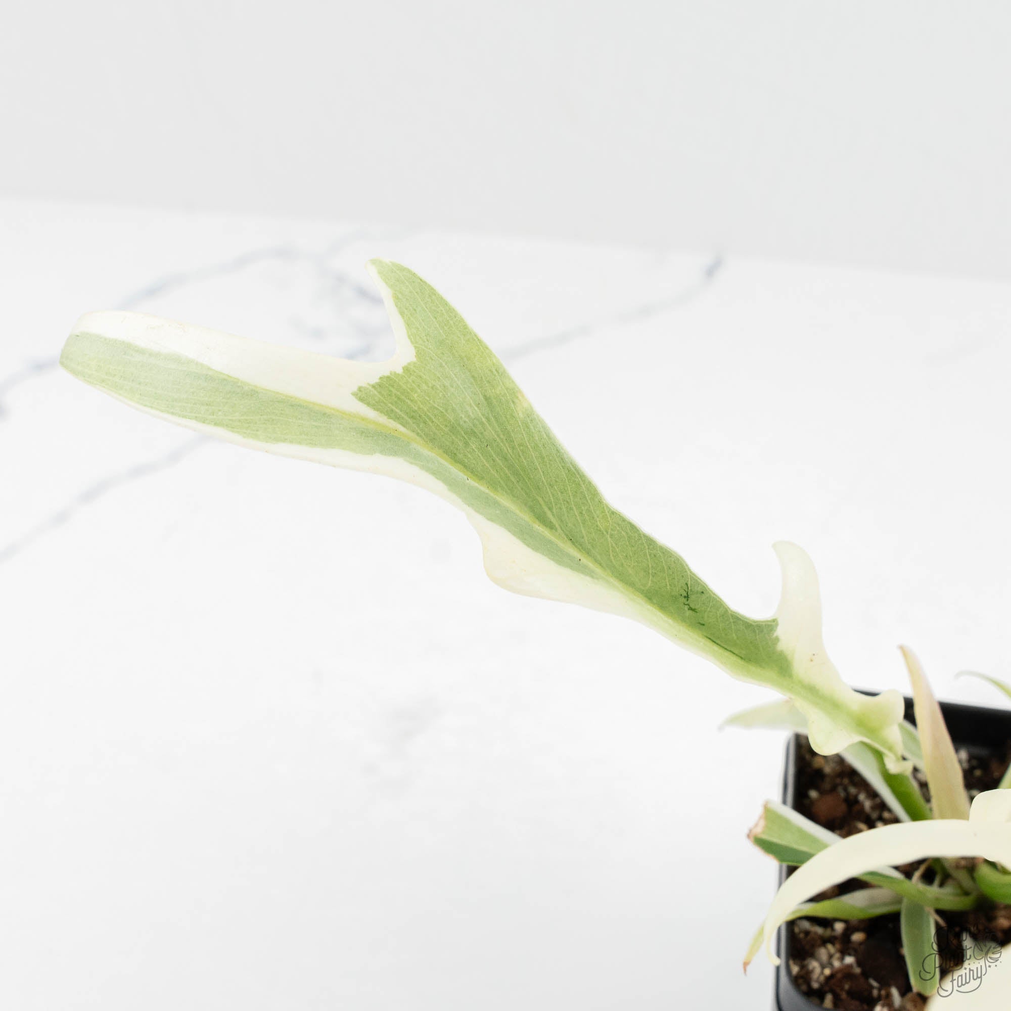 philodendron bipinnatifidum price Philodendron Bipinnatifidum 'Tortum' Albo Variegated (wk18-C)