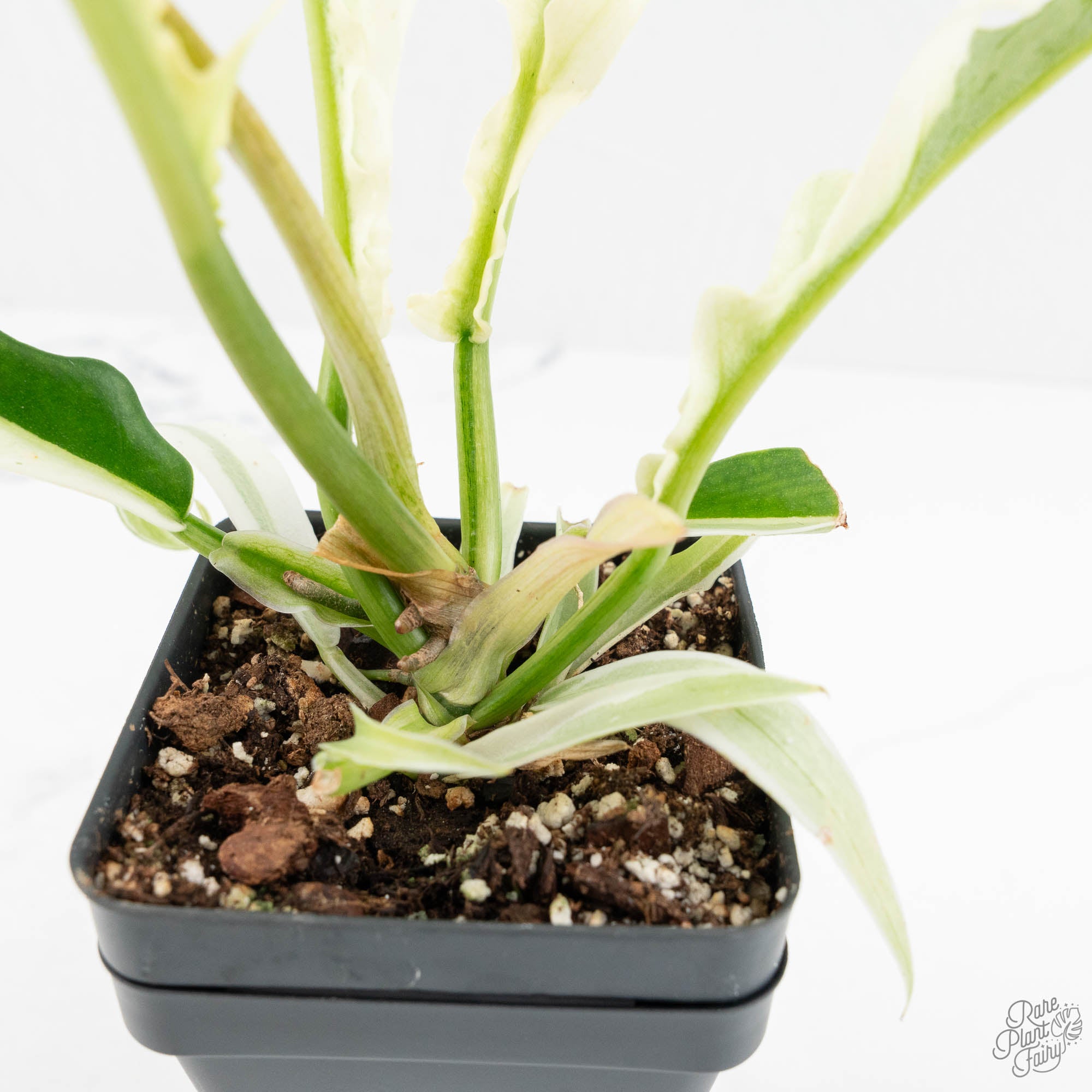 philodendron bipinnatifidum narrow Philodendron Bipinnatifidum 'Tortum' Albo Variegated (wk18-C)