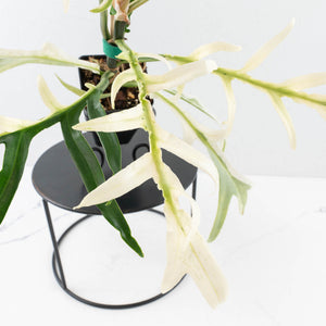 Philodendron Bipinnatifidum 'Tortum' Albo Variegated (wk32-F)