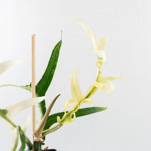Philodendron Bipinnatifidum 'Tortum' Albo Variegated (wk32-F)