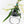 Philodendron Bipinnatifidum 'Tortum' Albo Variegated (wk32-F)