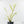Philodendron Bipinnatifidum 'Tortum' Albo Variegated (wk28-G)