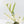 Philodendron Bipinnatifidum 'Tortum' Albo Variegated (wk28-G)
