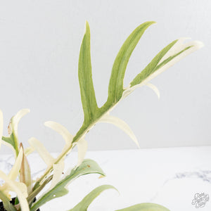 Philodendron Bipinnatifidum 'Tortum' Albo Variegated (wk28-G)