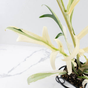 Philodendron Bipinnatifidum 'Tortum' Albo Variegated (wk28-G)
