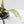 Philodendron Bipinnatifidum 'Tortum' Albo Variegated (wk28-G)