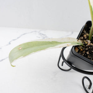 Philodendron Bipinnatifidum 'Tortum' Albo Variegated (wk28-G)