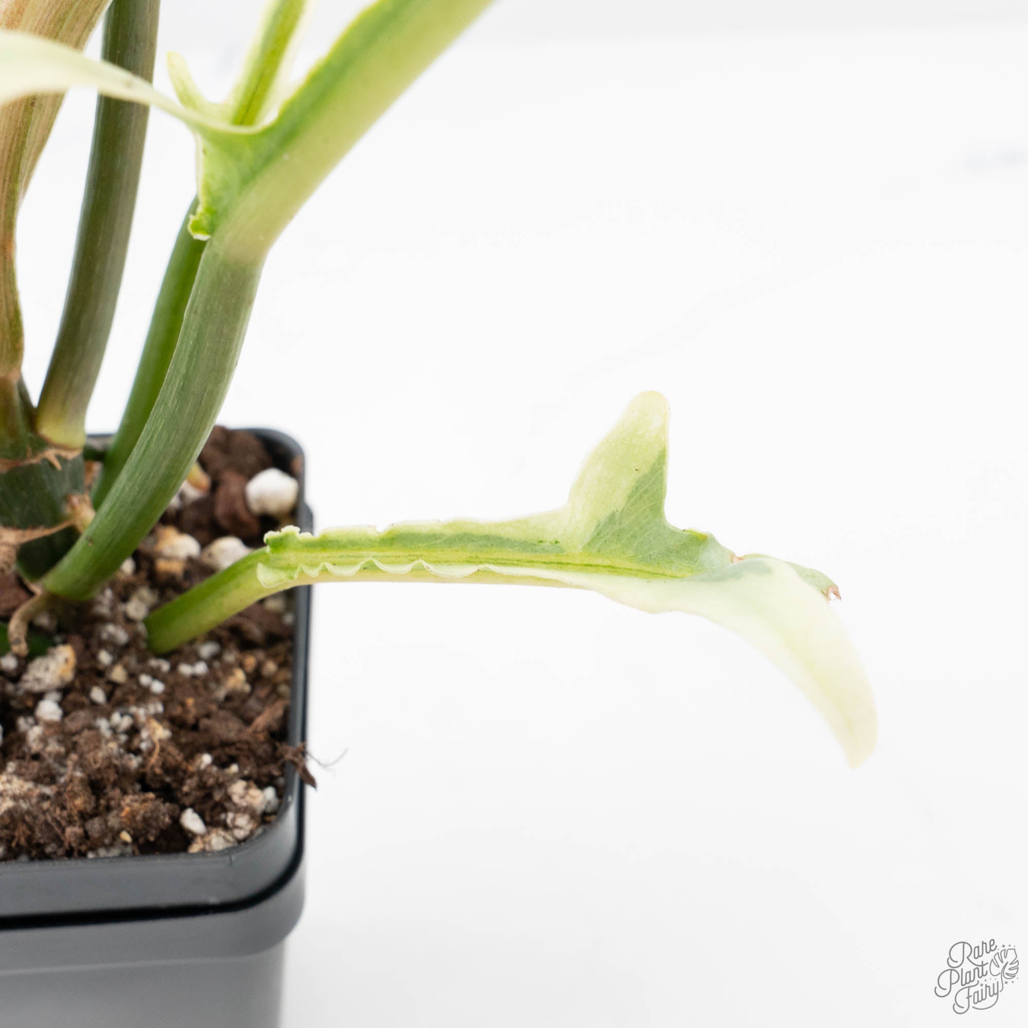 philodendron bipinnatifidum soil Philodendron Bipinnatifidum 'Tortum' Albo Variegated (wk21-I)