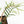 Philodendron Bipinnatifidum 'Tortum' Aurea Variegated (wk32-H)