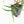 Philodendron Bipinnatifidum 'Tortum' Aurea Variegated (wk32-H)
