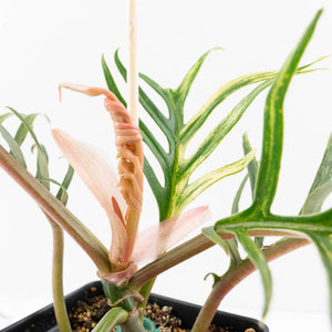 Philodendron Bipinnatifidum 'Tortum' Aurea Variegated (wk32-H)