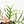 Philodendron Bipinnatifidum 'Tortum' Aurea Variegated (wk32-H)