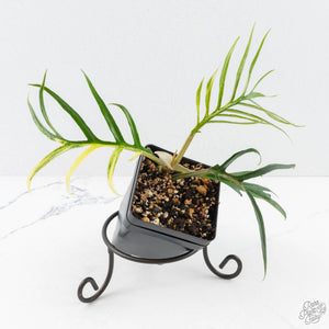 Philodendron Bipinnatifidum 'Tortum' Aurea Variegated (wk28-A)