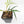 Philodendron Bipinnatifidum 'Tortum' Aurea Variegated (wk28-A)